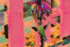 Hummingbird Digital Art