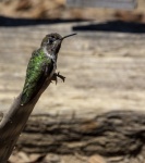 Green Colored Hummingbird