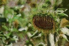 Sunflower Digital Art Painting