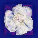 Digital Art White Flower