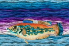 Vintage Fish On Watercolor Paper