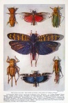 Insects Bugs Butterflies Art