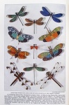 Insects Bugs Butterflies Art