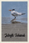 Jekyll Island Birds