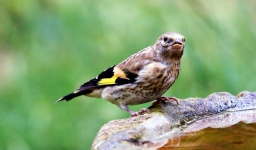 Juvenile Goldfinch