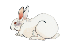 Rabbit Hare Vintage Art