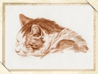 Cat Vintage Art Illustration