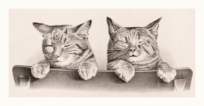 Cat Vintage Art Illustration