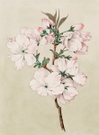 Cherry Blossom Flower Vintage Art