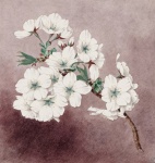 Cherry Blossom Flowers Vintage Art