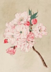 Cherry Blossom Flowers Vintage Art