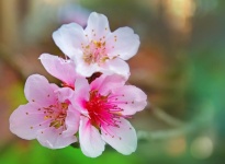 Cherry Blossom Flowers Pink Macro