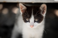 Kitten Portrait