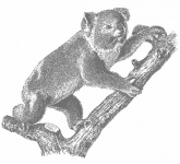Koala Bear Illustration Clipart