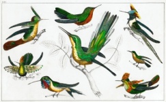 Hummingbird Birds Vintage Art