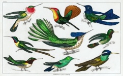 Hummingbird Birds Vintage Art