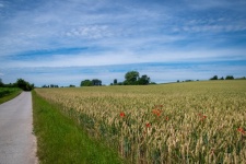 Landscape, Wheat Field, Countryside