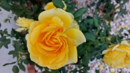 Large Yellow Rose Photograph