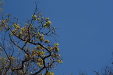Leaves & Pods On Tree Against Sky
