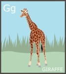 Letter G, Giraffe Alphabet