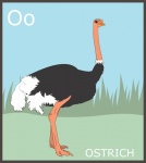 Letter O, Ostrich Alphabet