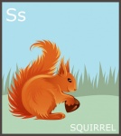 Letter S, Squirrel Alphabet