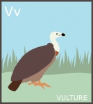 Letter V, Vulture Alphabet