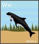 Letter W, Whale Alphabet