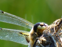 Dragonfly Playing Hide And Seek