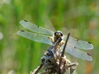 Dragonfly Takes A Sunbath