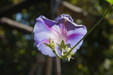Lilac Morning Glory Flower