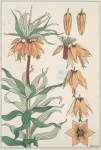 Lily Flowers Art Nouveau