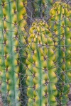Long Spikes Cactus