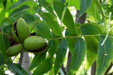 Mature Pecan Nut Cluster & Leaves