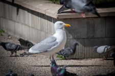 Seagull, Herring Gull, Bird