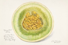 Melon Fruit Vintage Art