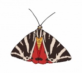 Moth Art Illustration Clipart
