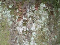 Mud Wall Texture
