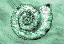 Shell Snail Art Illustration
