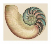 Seashell Vintage Illustration Art