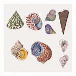 Seashells Vintage Illustration Art