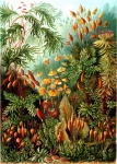 Muscinae - Ernst Heinrich Haeckel