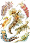 Nudibranchia By Ernst H. Haeckel