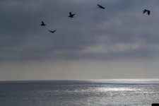 Oceanside Pelicans Flying