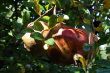 Old Deteriorating Pomegranates