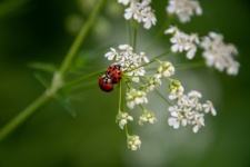 Ladybird, Coccinellida