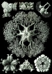 Ophiodea 70 By Ernst H. Haeckel