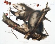 Possums Vintage Art Illustration