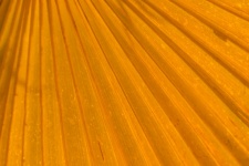 Orange Palm Tree Leaf