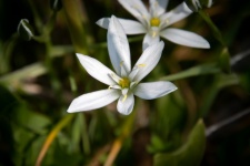 Ornithogalum Umbellatum, Flower
